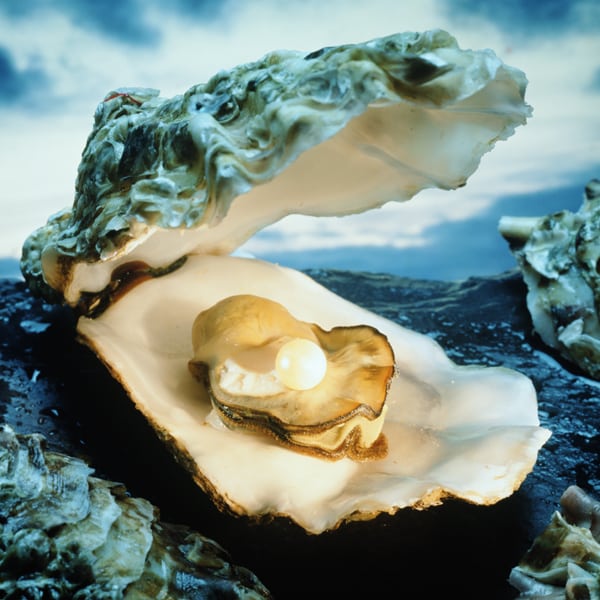 En busca del tesoro de las ostras