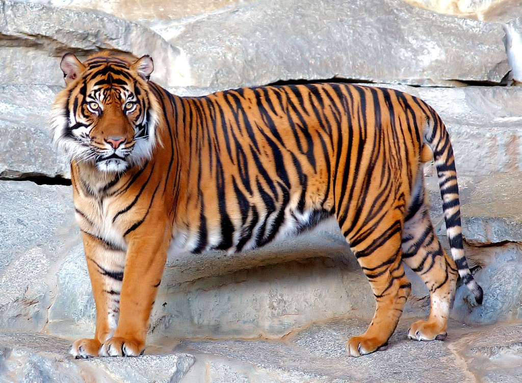 En el mundo hay más tigres usados como mascotas que en libertad