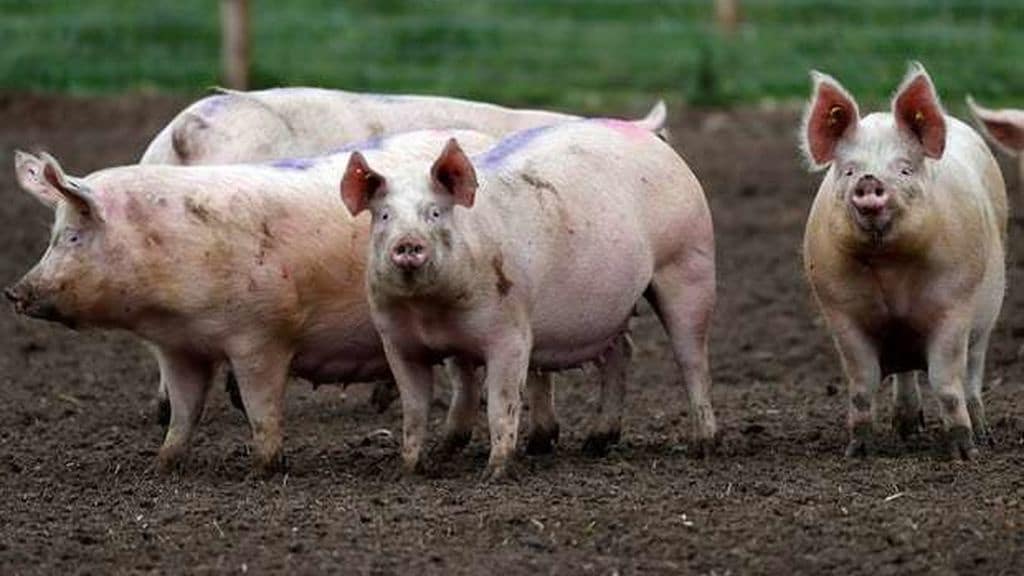 En España ya hay 50 millones de cerdos