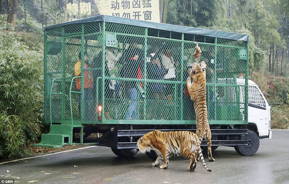 En este zoo de China, quien está enjaulado eres tú