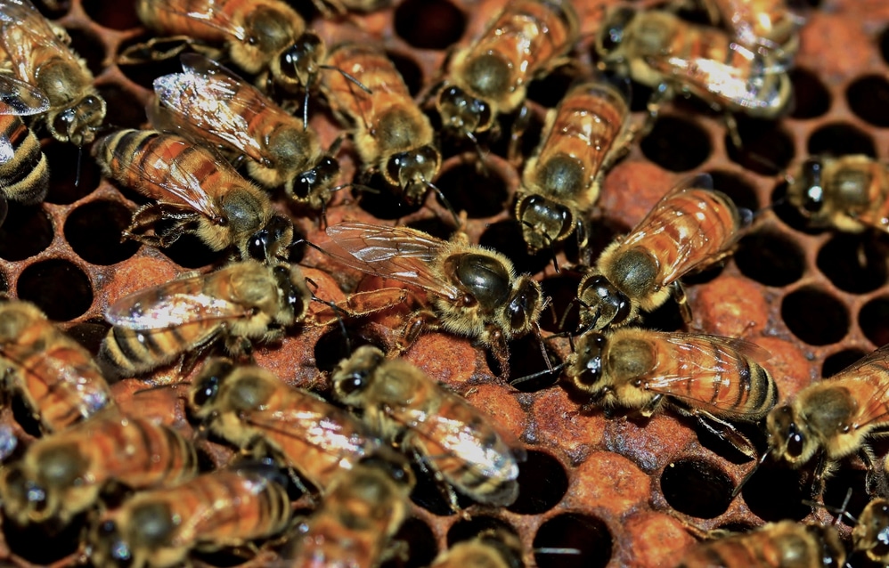En las abejas la nobleza no existe