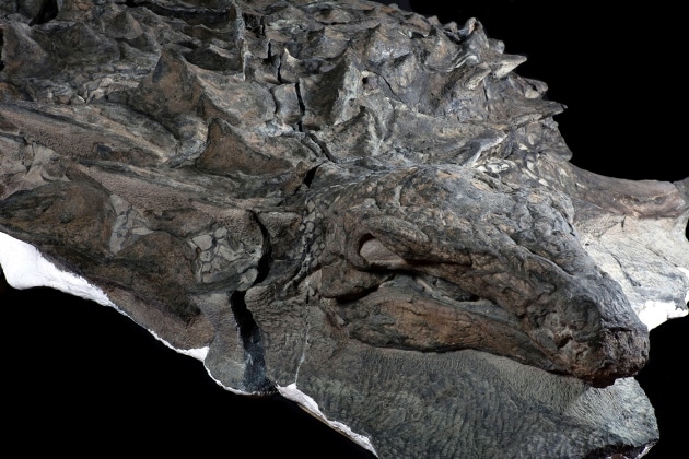 ¿En qué parte del cuerpo de los machos se fijaban las dinosaurias?