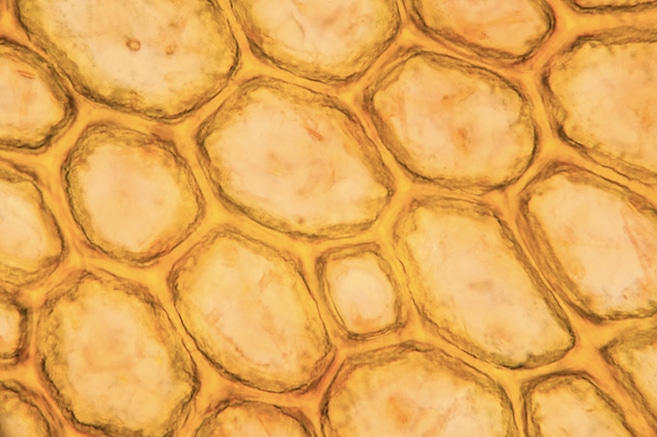 ¿En qué se parecen un castillo de arena y la biología celular?