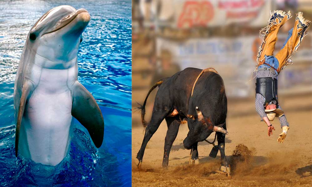 ¿En qué se parecen un delfín y un toro de rodeo?