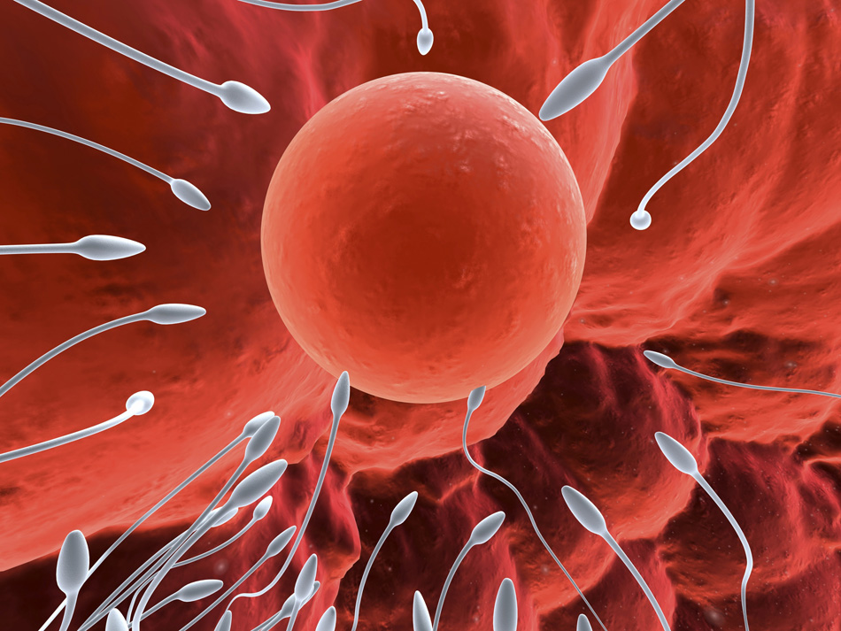 En busca de una explicación para los espermatozoides debilitados