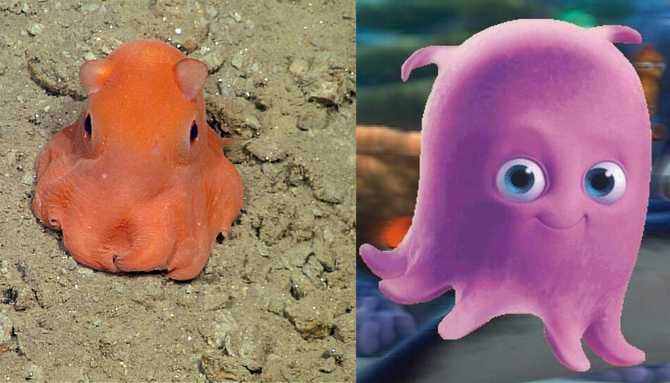 Encuentran al pulpo de Buscando a Nemo en la vida real