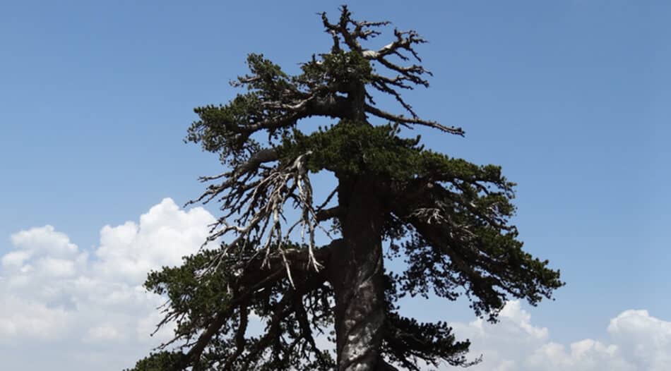 Encuentran el árbol más viejo de Europa