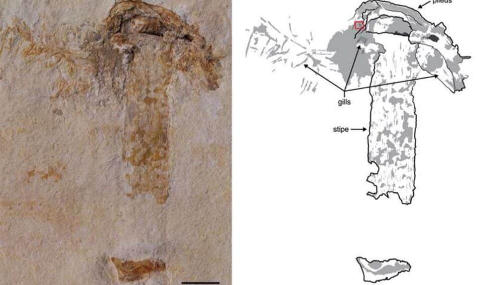 Encuentran el fósil de hongo más antiguo conocido
