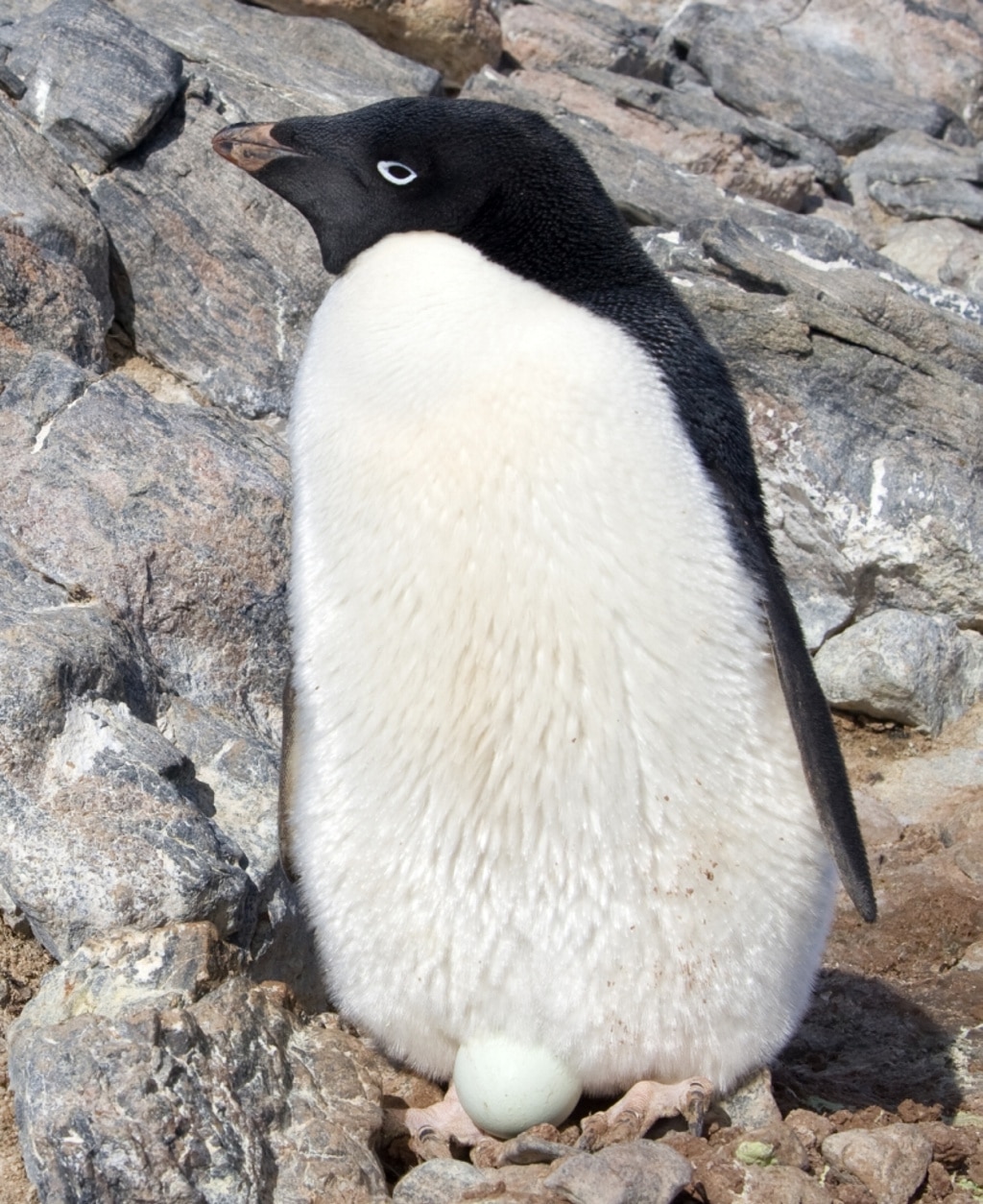 Encuentran en la Antártida cientos de pingüinos momificados. ¿De qué murieron?