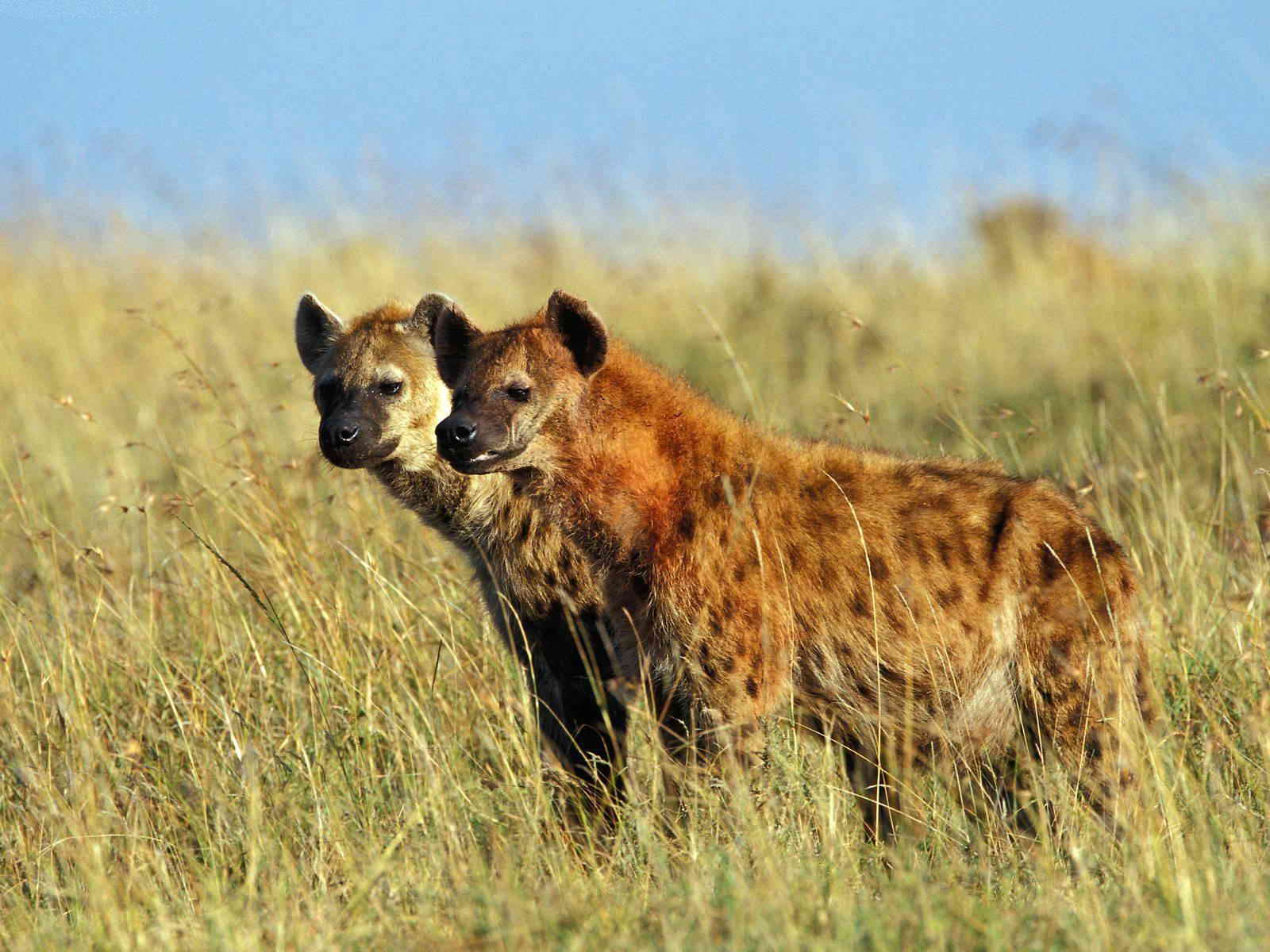 Encuentran en Tarragona un retrete de hienas