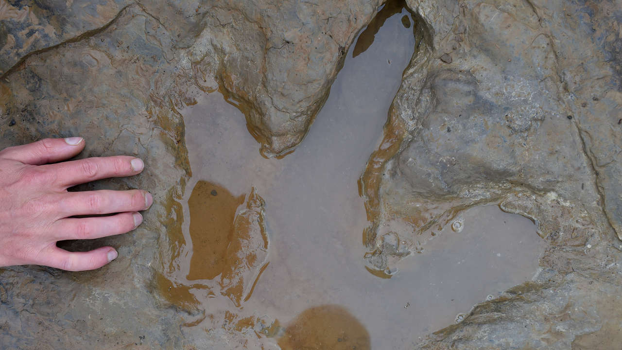 Encuentran huellas de un dinosaurio gigante en una cantera alemana