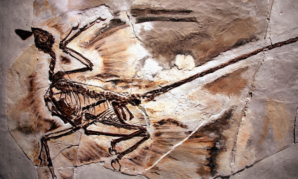 Encuentran la caspa fosilizada más antigua del mundo