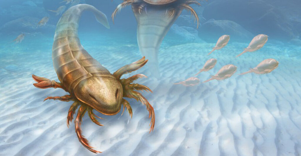 Encuentran los restos de un escorpión gigante 1 encuentran los restos de un escorpion gigante Encuentran los restos de un escorpión gigante