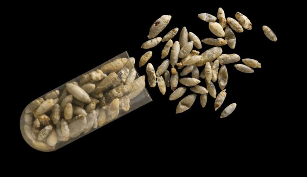 Encuentran parásitos en insectos fosilizados de hace 60 millones de años