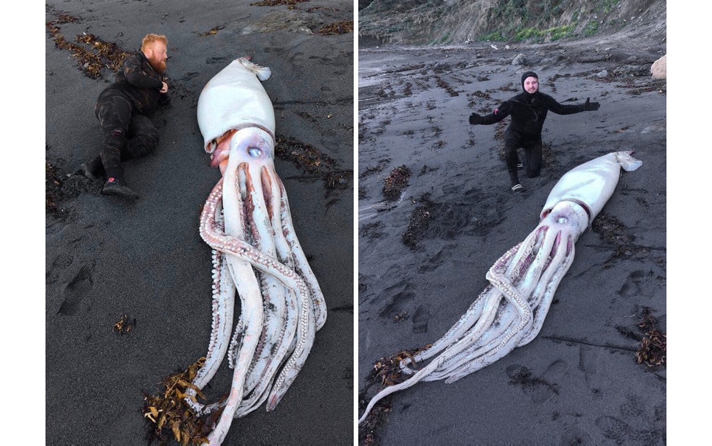 Encuentran un calamar gigante muerto en Nueva Zelanda