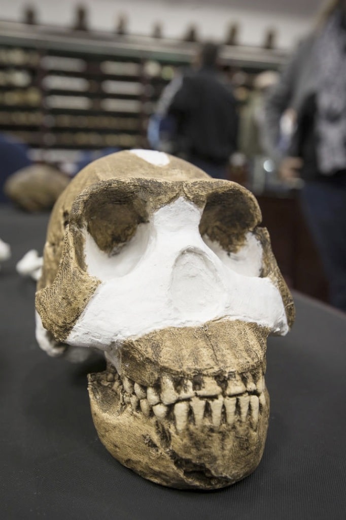 Encuentran una nueva especie humana, el Homo naledi