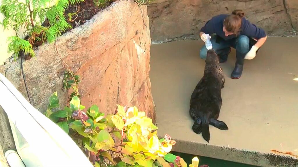 Enseñan a una nutria asmática a usar el inhalador 1 ensenan a una nutria asmatica a usar el inhalador Enseñan a una nutria asmática a usar el inhalador