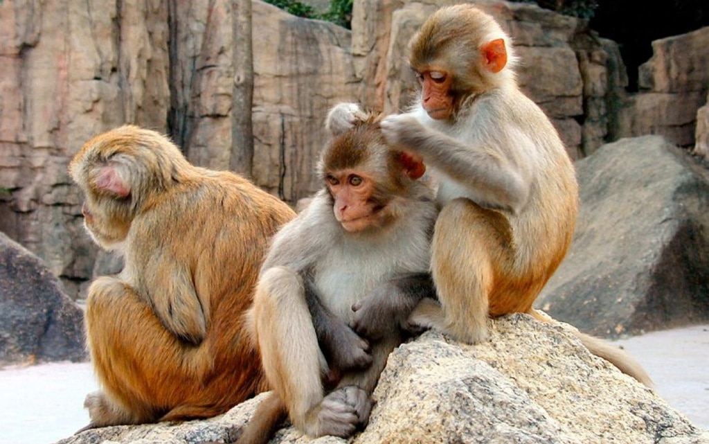 Entre los macacos también hay lucha de clases