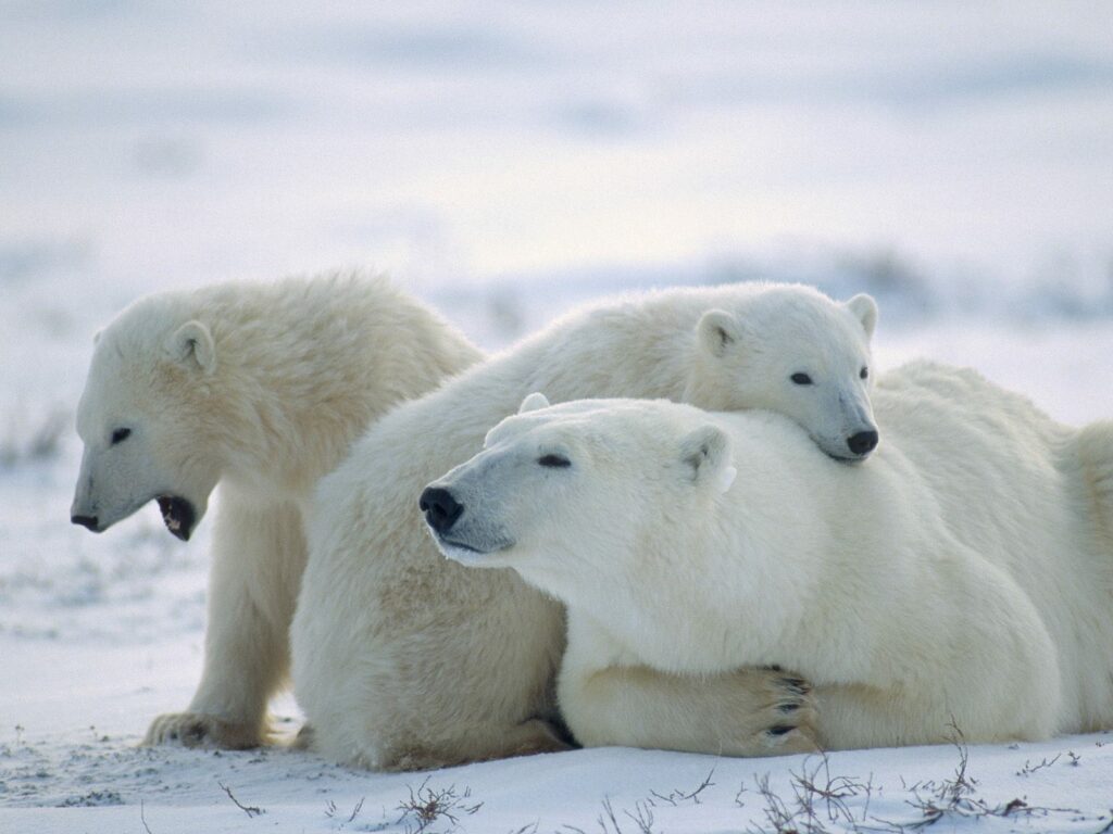 ¿Es cierto que el oso polar desciende del oso pardo? 1 es cierto que el oso polar desciende del oso pardo ¿Es cierto que el oso polar desciende del oso pardo?