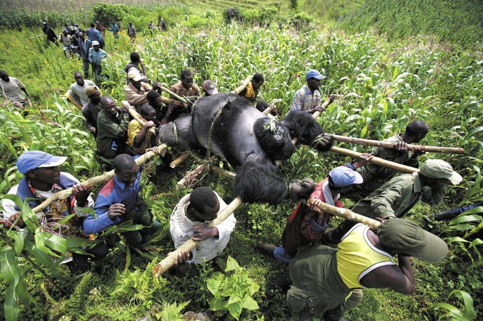 ¿Es cierto que en Congo matan a más guardias de los parques que gorilas?