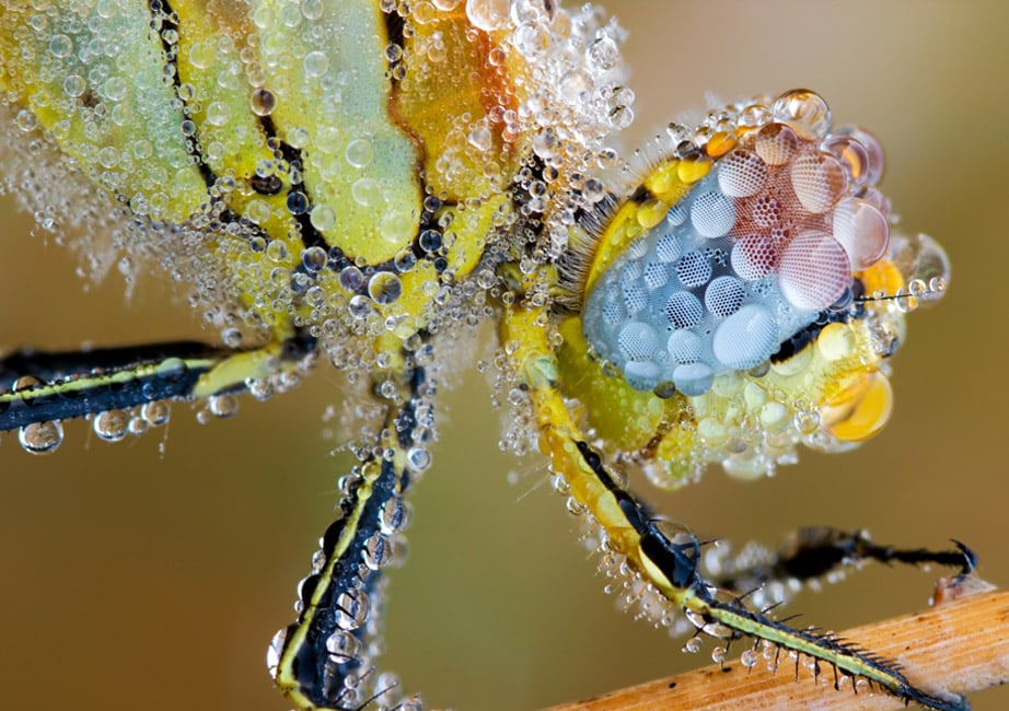 ¿Es cierto que hace miles de años las libélulas eran gigantes?