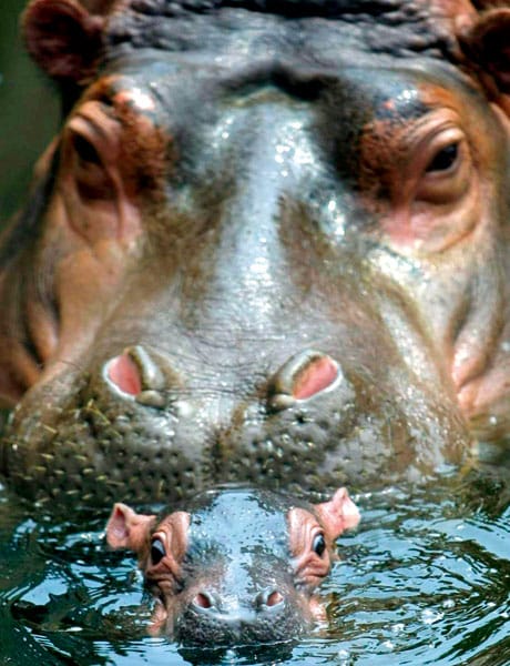 ¿Es cierto que los hipopótamos matan a más gente que los cocodrilos?