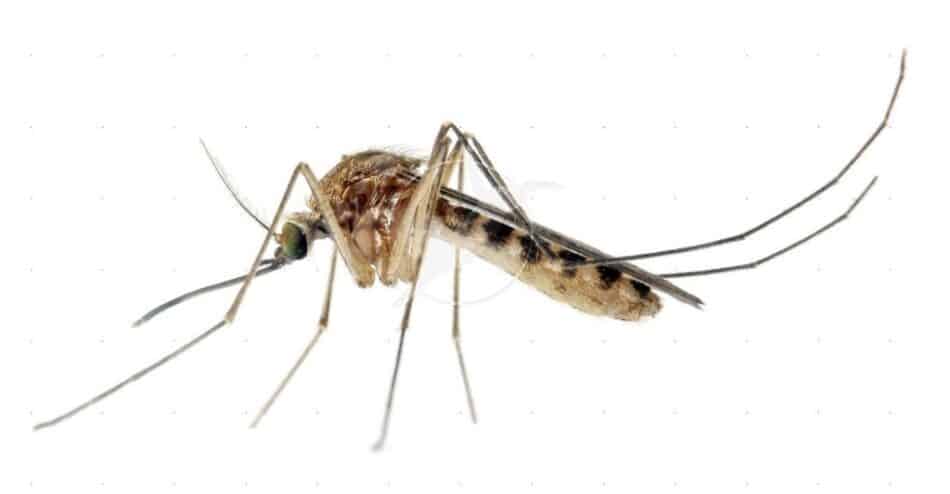 ¿Es posible acabar con todos los mosquitos del mundo?