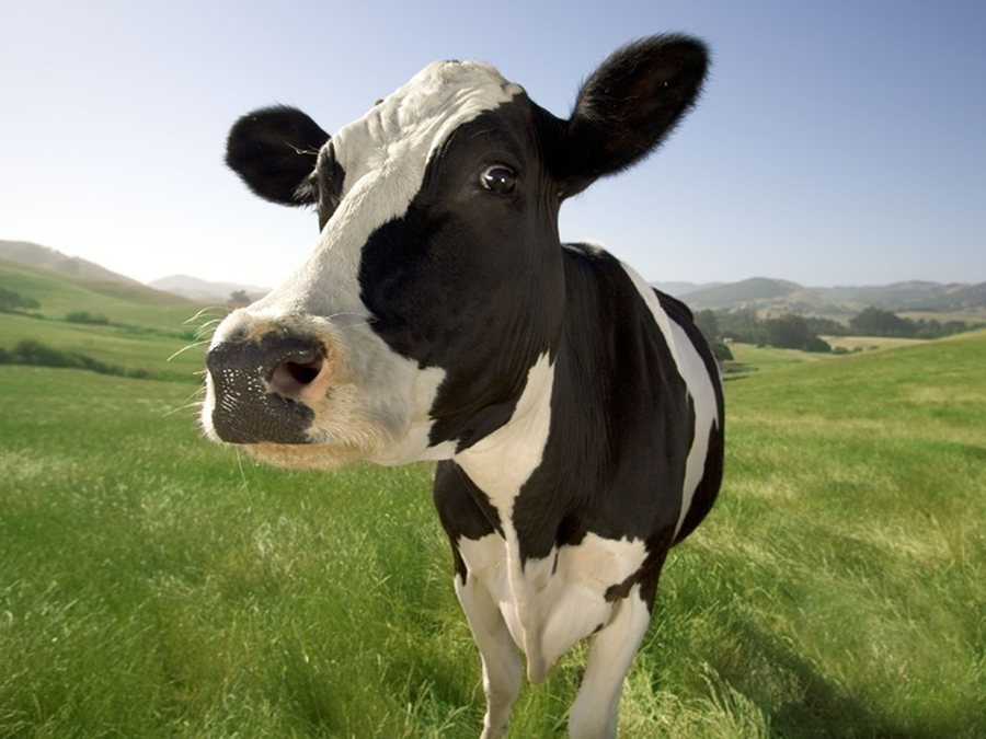 ¿Es posible acercarse a una vaca mientras duerme y derribarla?