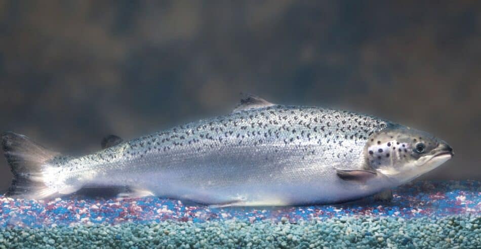 ¿Es seguro comer un pescado modificado genéticamente?