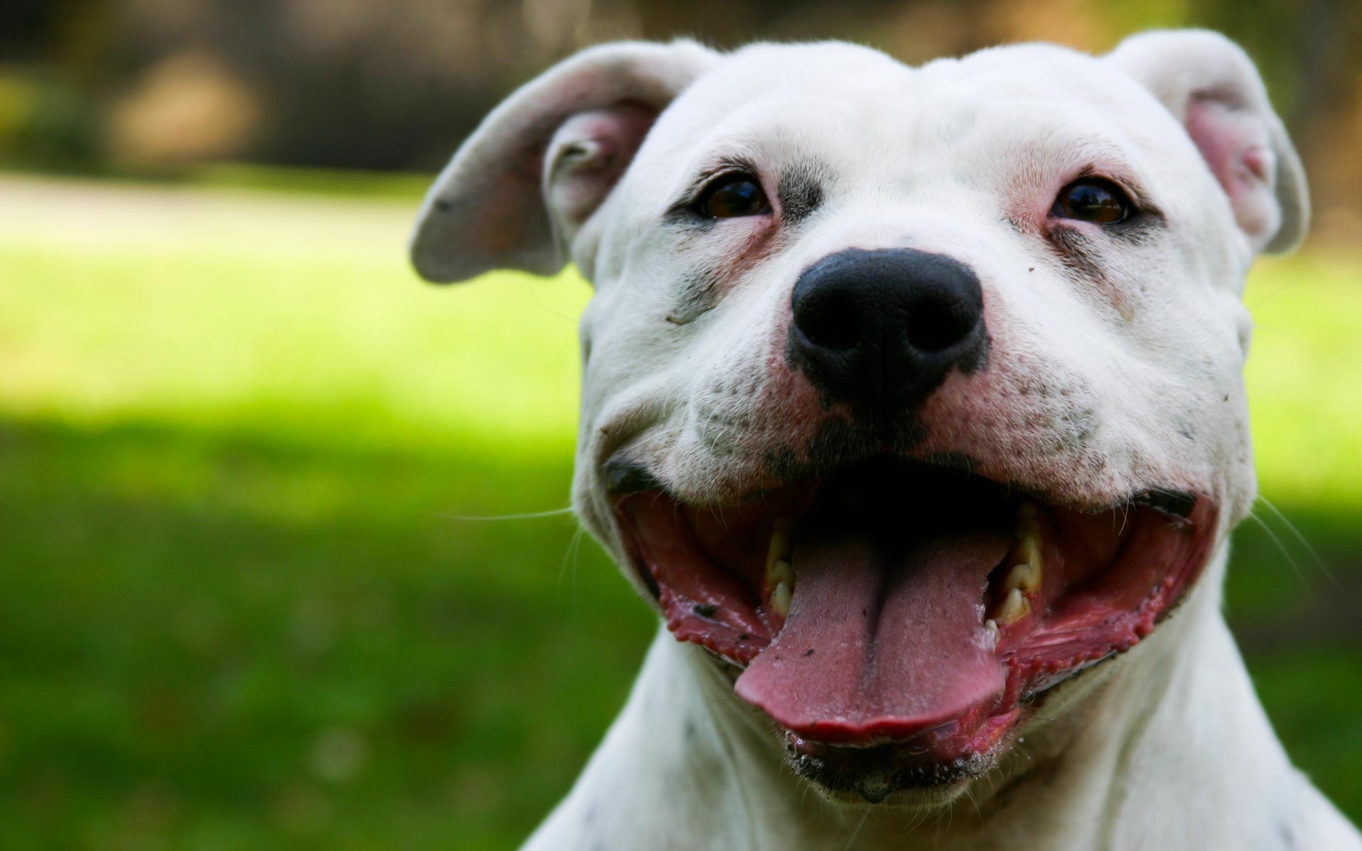 ¿Es verdad que los perros sudan por la lengua?
