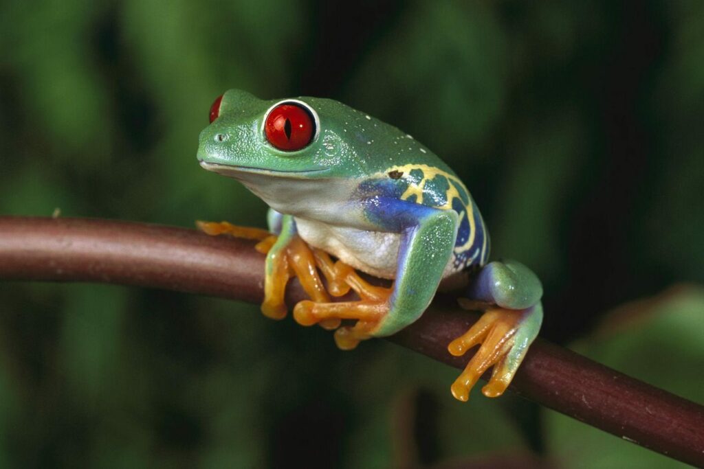 ¿Es verdad que los sapos y las ranas necesitan parpadear para tragar? 1 es verdad que los sapos y las ranas necesitan parpadear para tragar ¿Es verdad que los sapos y las ranas necesitan parpadear para tragar?