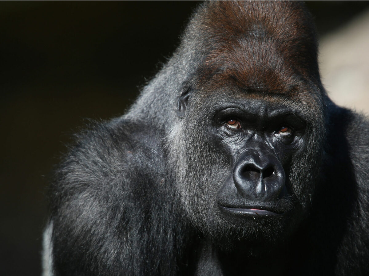 ¿Es verdad que no se debe mirar fijamente a los ojos de los gorilas?