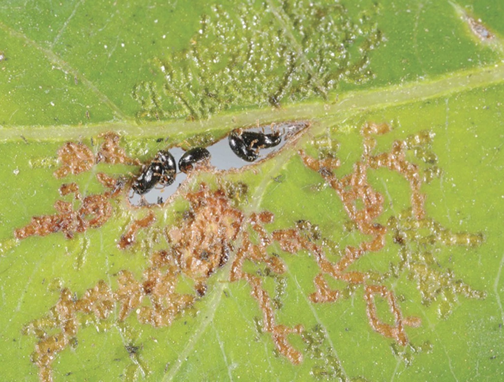 Escarabajos que construyen refugios con sus heces