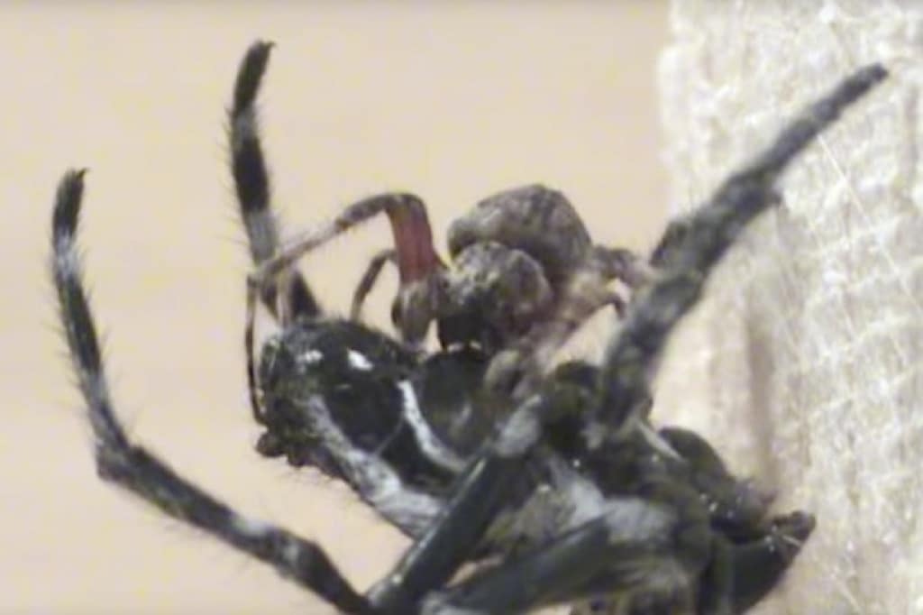 Esta araña practica el sexo oral