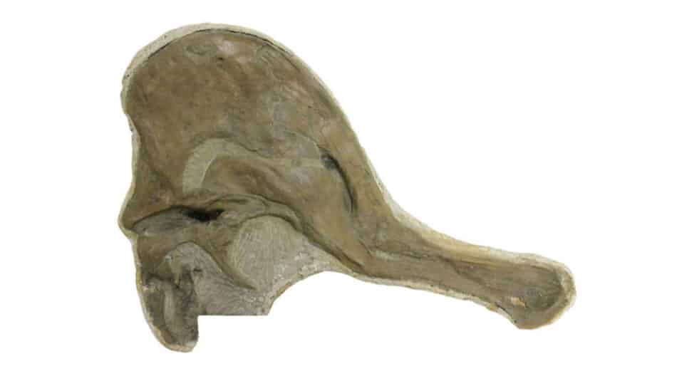 Esta cabeza de dinosaurio ha tardado 100 años en encontrar su cuerpo