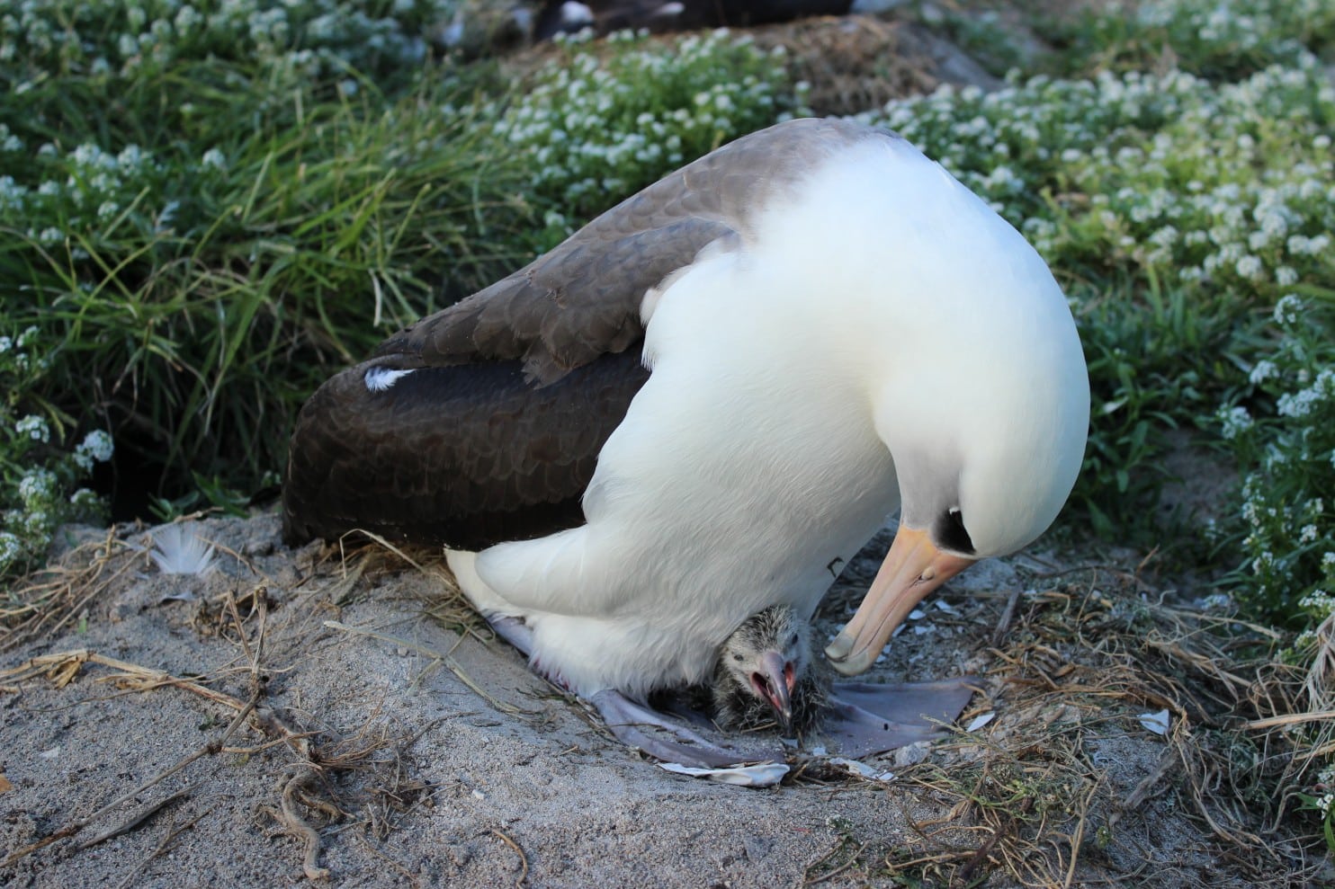 Esta hembra de albatros ha sido madre con 66 años