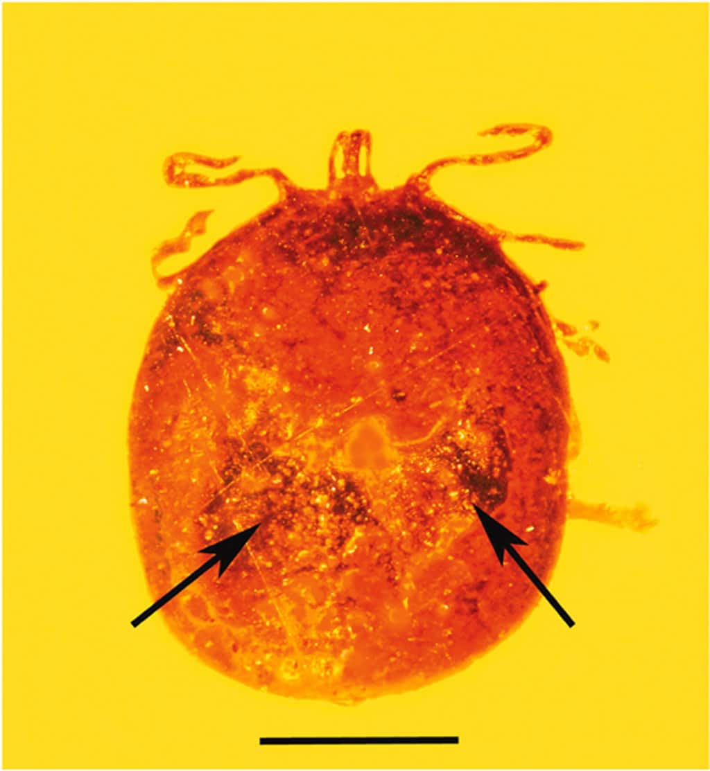Esta pulga aún tenía la sangre que chupó hace 20 millones de años