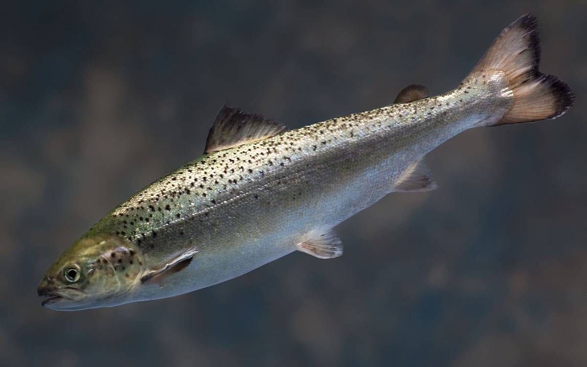 Estados Unidos aprueba el salmón transgénico para el consumo humano
