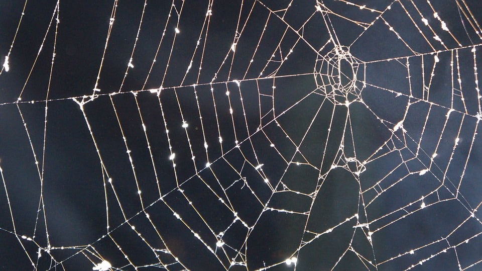 Estas arañas tejen ilusiones ópticas para cazar en la noche