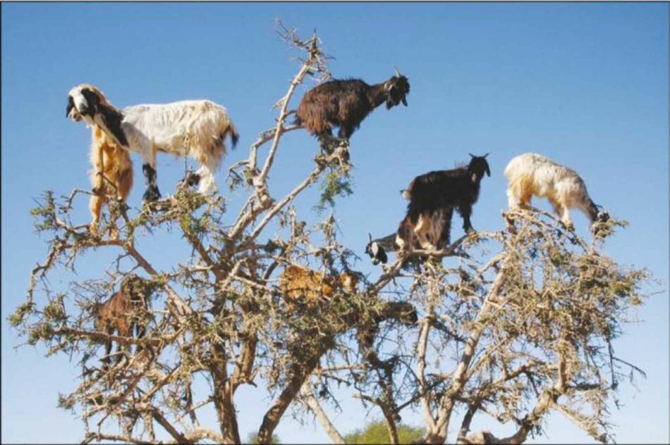 Estas cabras se suben a los árboles y «polinizan» su entorno