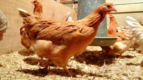 Estas gallinas ponen huevos que contienen medicamentos
