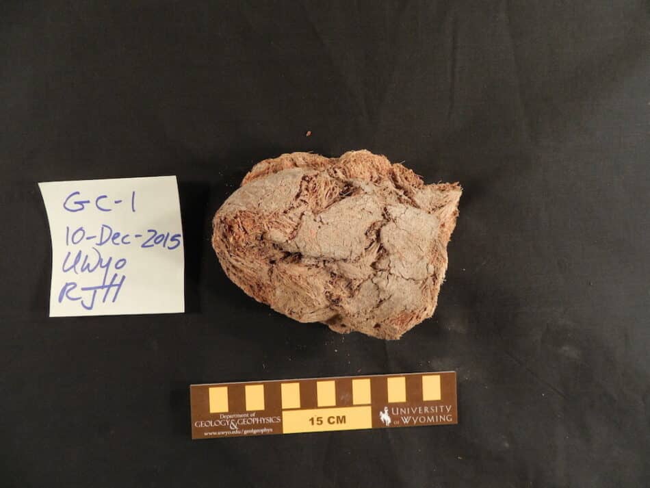 Estas heces fosilizadas son un tesoro… para la ciencia
