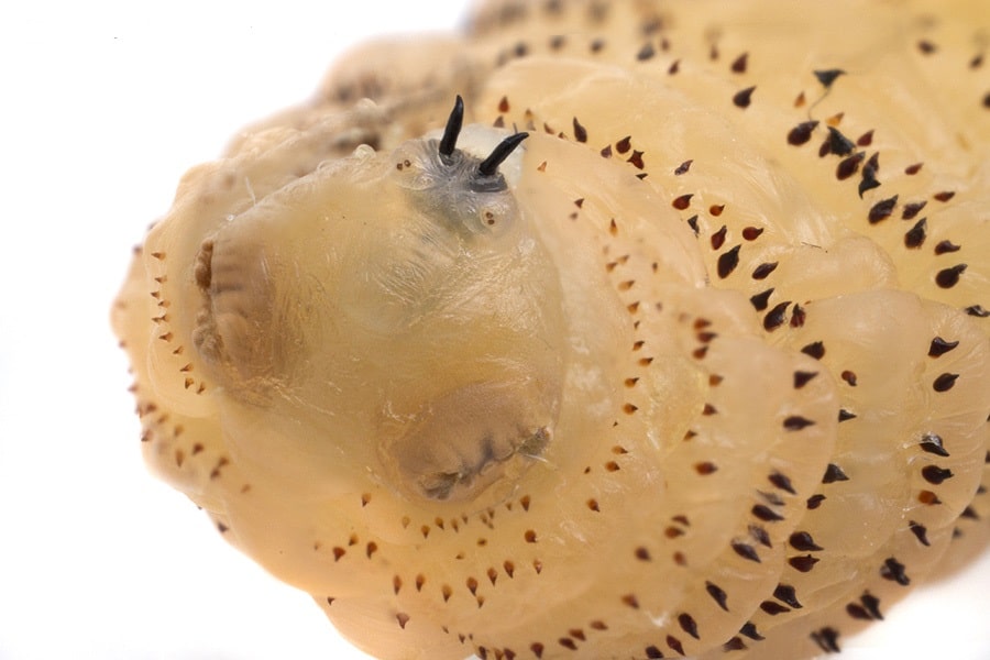 Estas larvas crecen bajo la piel hasta convertirse en Moscas de la Muerte