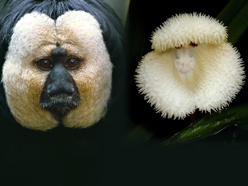 Estas orquídeas tienen cara de mono