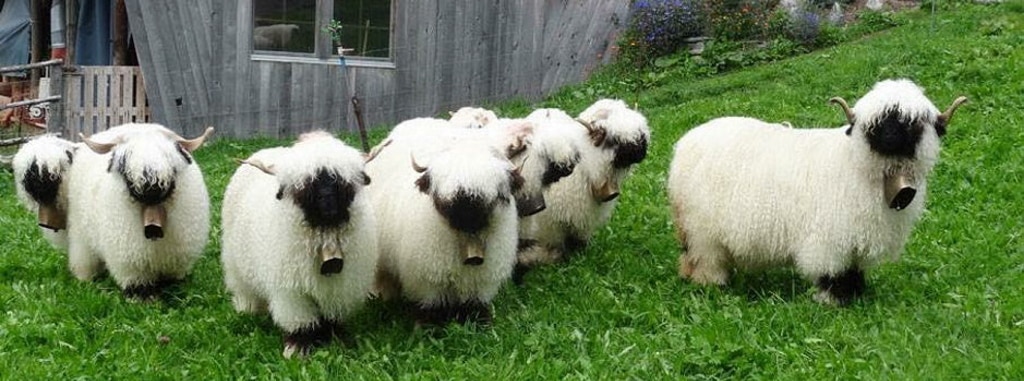 ¿Estas ovejas os parecen adorables o inquietantes?