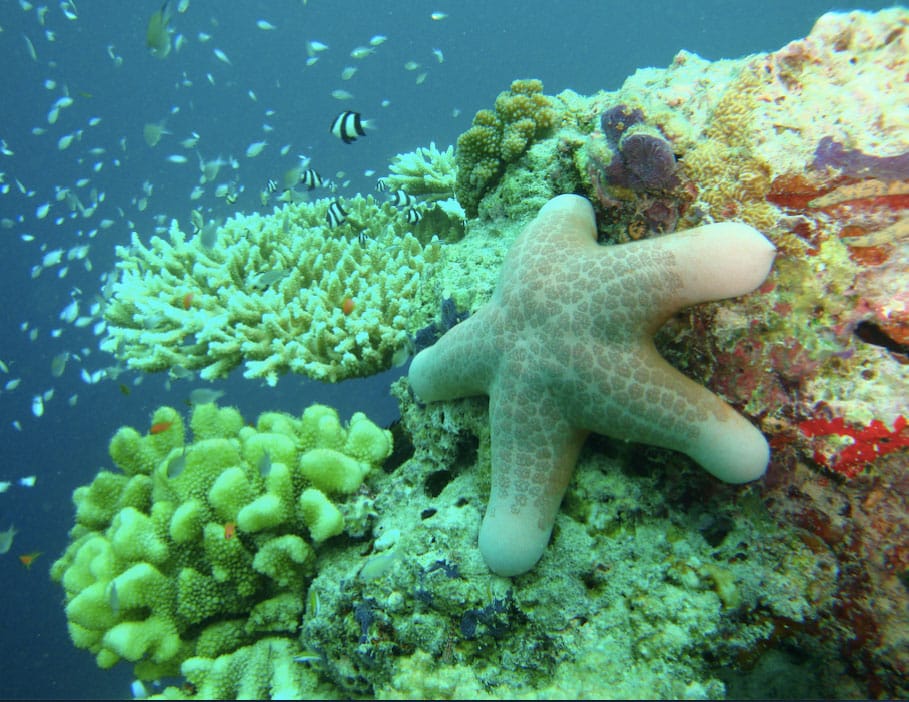 Este año habrían muerto más corales que nunca