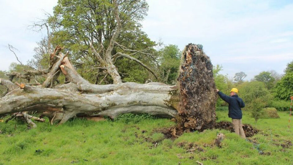 Este árbol podría haber resuelto un asesinato de hace 1.000 años