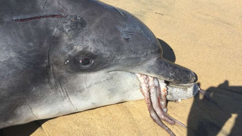Este delfín murió asfixiado al intentar comerse un pulpo