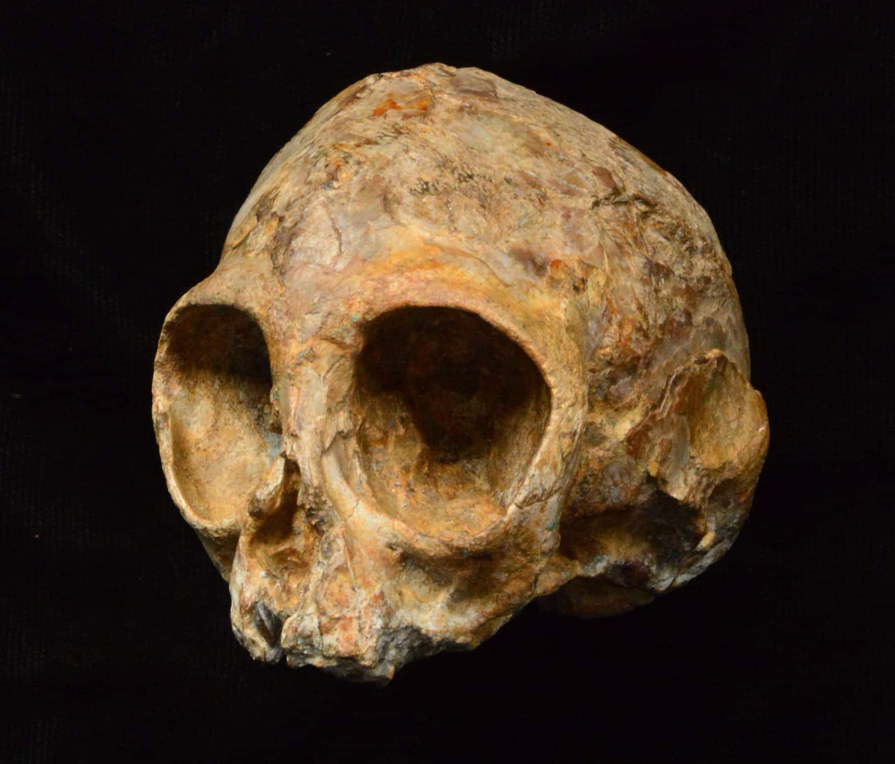 Este es el ancestro común de humanos y primates y tiene 13 millones de años