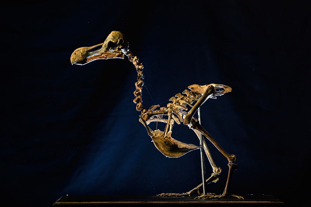 Este es uno de los pocos esqueletos completos de un pájaro dodo